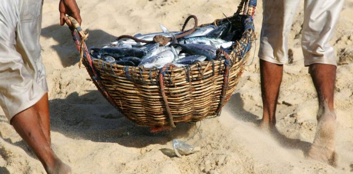 basket-of-fish-sml-2