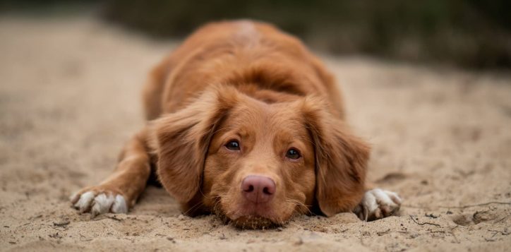 pet-friendly-phuket-2-2