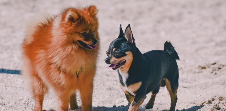 portrait-two-nice-happy-dog-chihuahua-spitz-beach-by-sea-summer-spitz-chihuahua-1